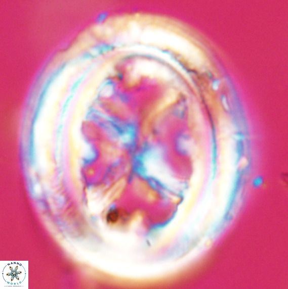 Chiasmolithus grandis VR 33919