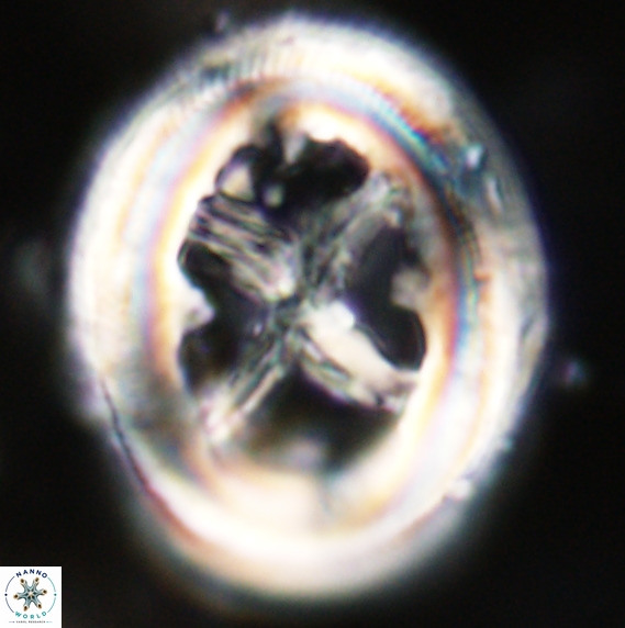 Chiasmolithus grandis VR 33921