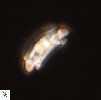 Chiasmolithus solitus 57823