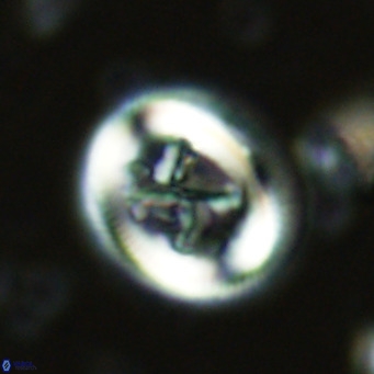 Chiasmolithus solitus VR 02420