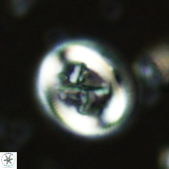 Chiasmolithus solitus VR 02420