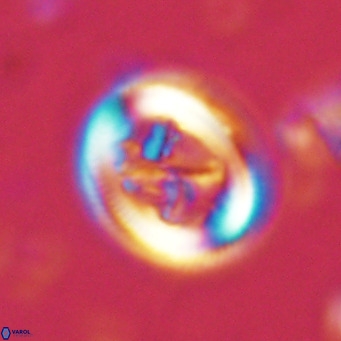 Chiasmolithus solitus VR 02421