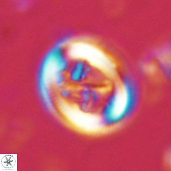Chiasmolithus solitus VR 02421