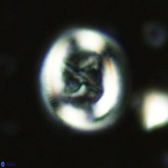 Chiasmolithus solitus VR 02422