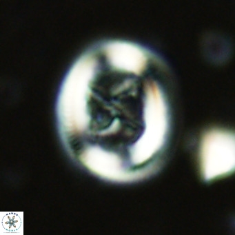 Chiasmolithus solitus VR 02422