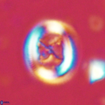 Chiasmolithus solitus VR 02423