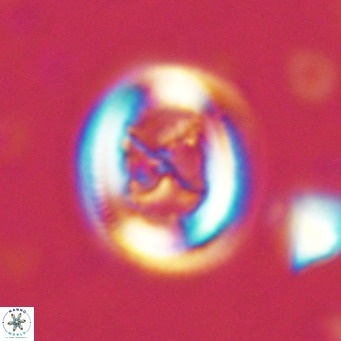 Chiasmolithus solitus VR 02423