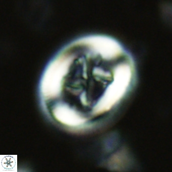 Chiasmolithus solitus VR 02424