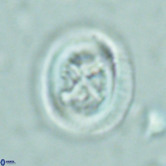 Chiasmolithus solitus VR 02427