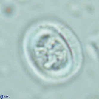 Chiasmolithus solitus VR 02428