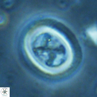 Chiasmolithus solitus VR 02431
