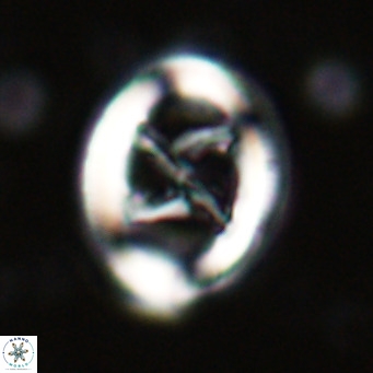 Chiasmolithus solitus VR 024719