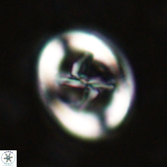 Chiasmolithus solitus VR 024722
