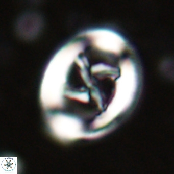 Chiasmolithus solitus VR 024723