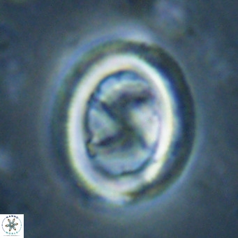 Chiasmolithus solitus VR 024730