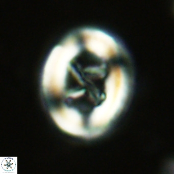 Chiasmolithus solitus VR 02620