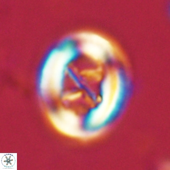 Chiasmolithus solitus VR 02621