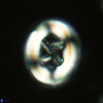 Chiasmolithus solitus VR 02622