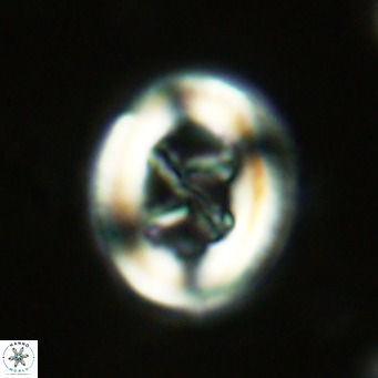 Chiasmolithus solitus VR 02622