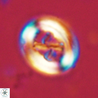 Chiasmolithus solitus VR 02624