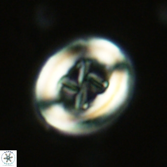 Chiasmolithus solitus VR 02626