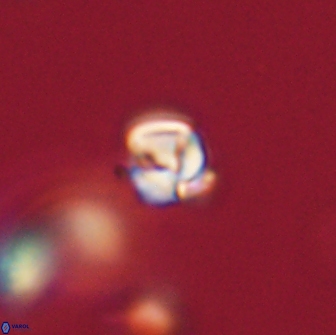 Chiasmolithus sp 63915