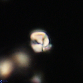 Chiasmolithus sp 63916