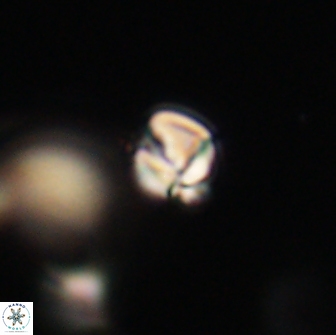 Chiasmolithus sp 63917
