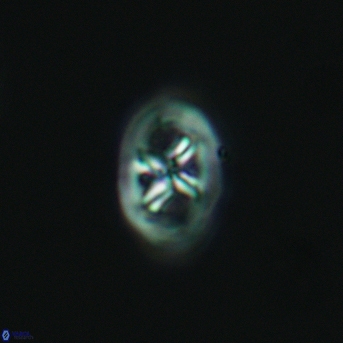 Chiastozygus amphipons 3021