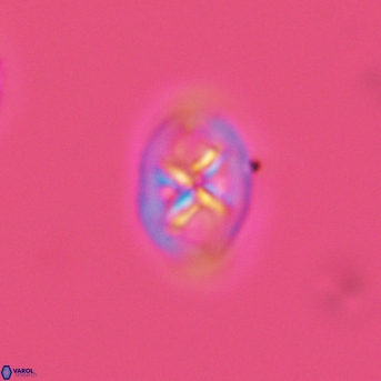 Chiastozygus amphipons 3022