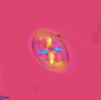 Chiastozygus amphipons 3023