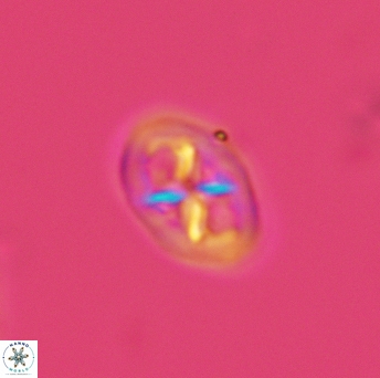 Chiastozygus amphipons 3023