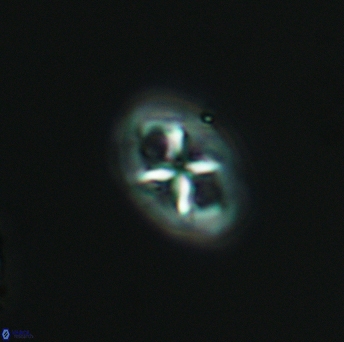 Chiastozygus amphipons 3024