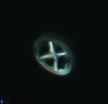 Chiastozygus amphipons 4158