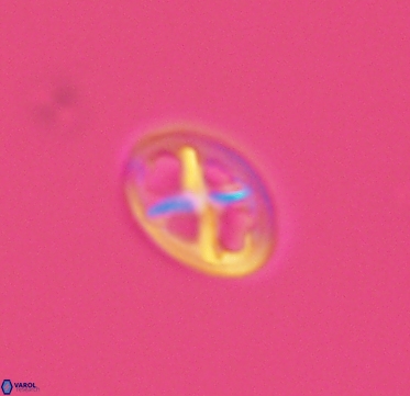 Chiastozygus amphipons 4159