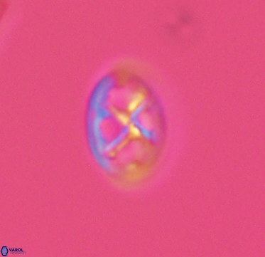 Chiastozygus amphipons 4160