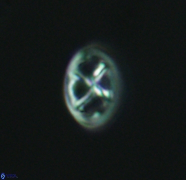 Chiastozygus amphipons 4161