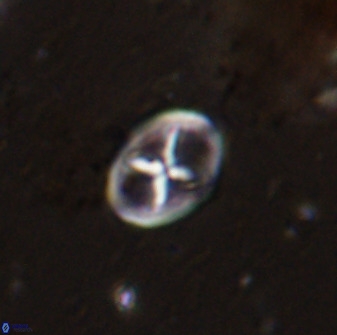 Chiastozygus amphipons 42425