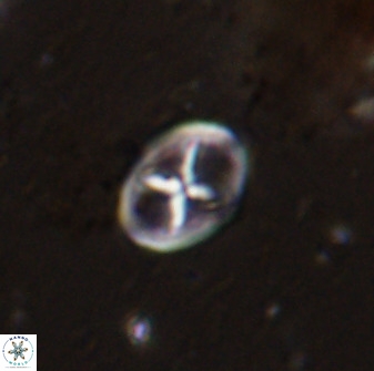 Chiastozygus amphipons 42425