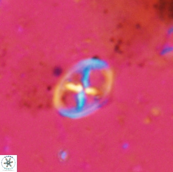 Chiastozygus amphipons 42426