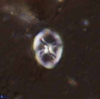 Chiastozygus amphipons 42427