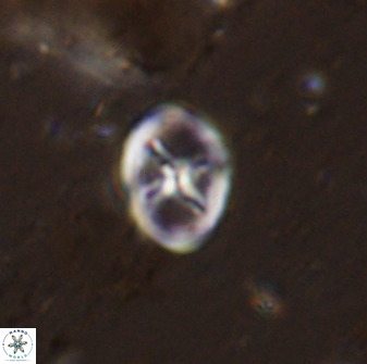 Chiastozygus amphipons 42427