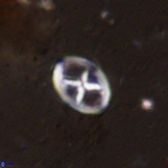 Chiastozygus amphipons 42430