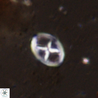 Chiastozygus amphipons 42430