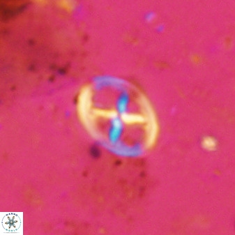 Chiastozygus amphipons 42431