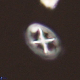 Chiastozygus amphipons 52234