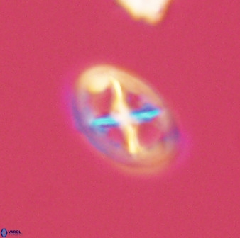 Chiastozygus amphipons 52235