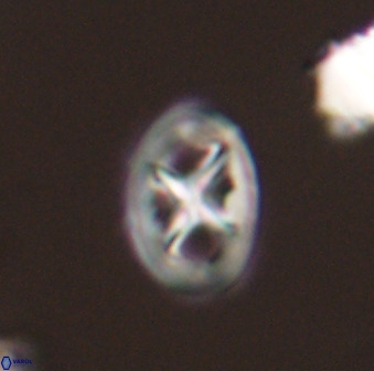 Chiastozygus amphipons 52236