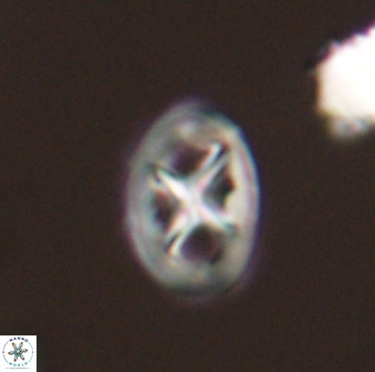 Chiastozygus amphipons 52236