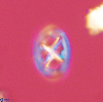 Chiastozygus amphipons 52237